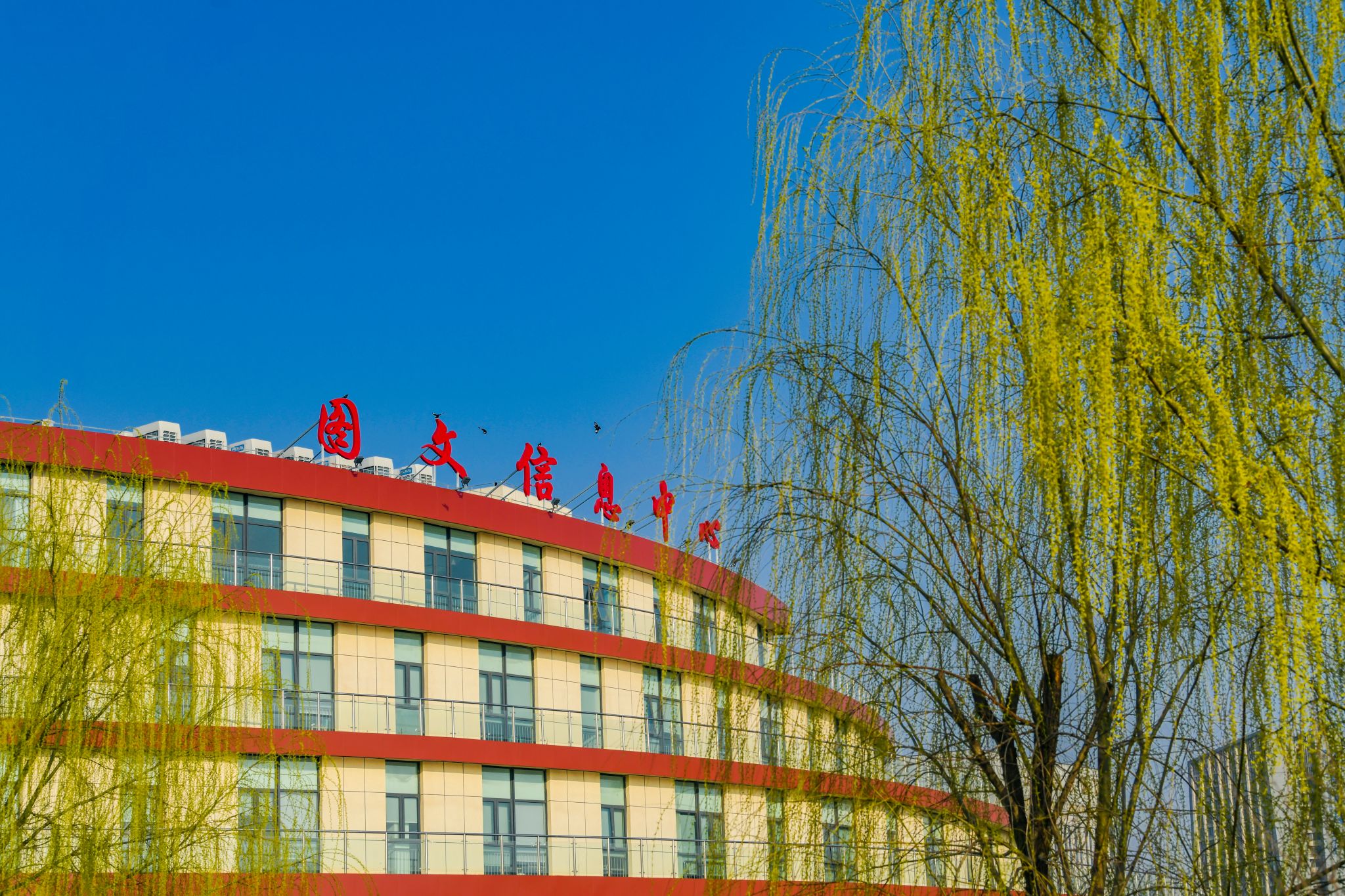 图文信息中心柳树