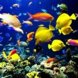 Aquarium  Life /H ζωη στο ενυδρειο
