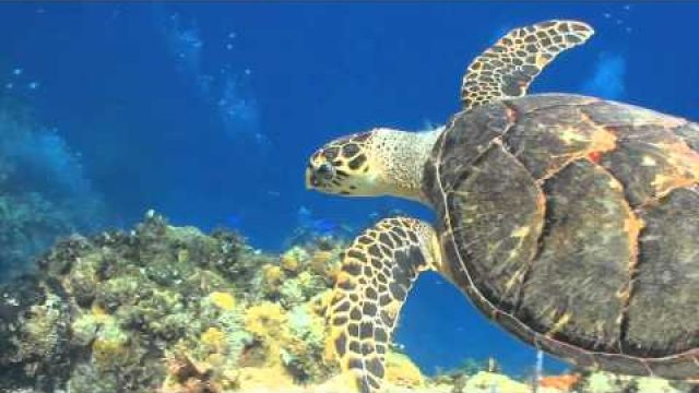 Sea Turtle Swimming In The Ocean