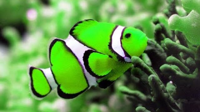 Top 10 Beautiful Fish in the World