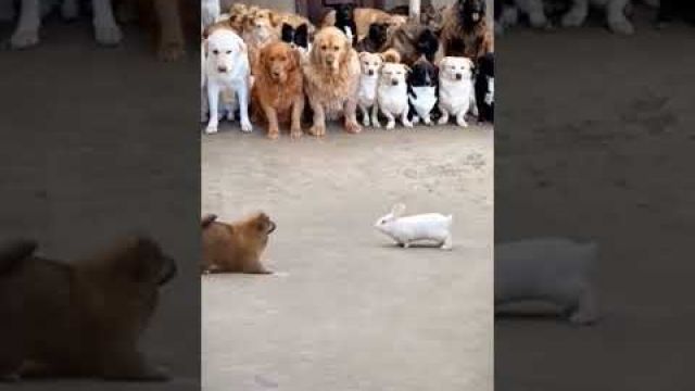 dog and rabbit #shortvideo