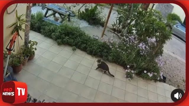 Κρήτη: Γάτα νιώθει τον σεισμό λίγο πριν εκδηλωθεί και τρέχει να σωθεί | Pronews TV